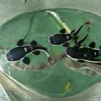 Ikan RTC Red Tail catfish lele amazone