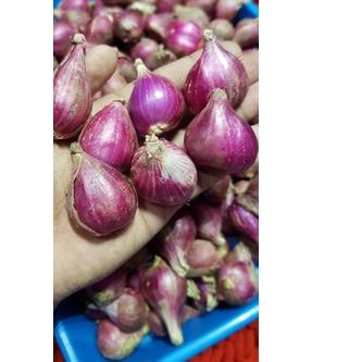 

EXCLUSIVE!Bawang Merah Brebes Besar 1 Kg|SQ9