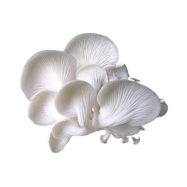 

Jamur Tiram 0.25 kg
