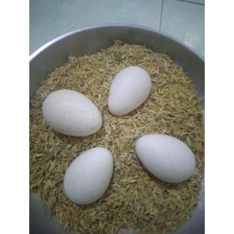 telur tetas ayam kalkun fertil