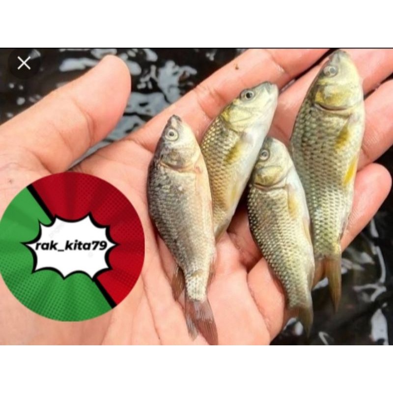 Jual Bibit Ikan Mas Indonesia Shopee Indonesia