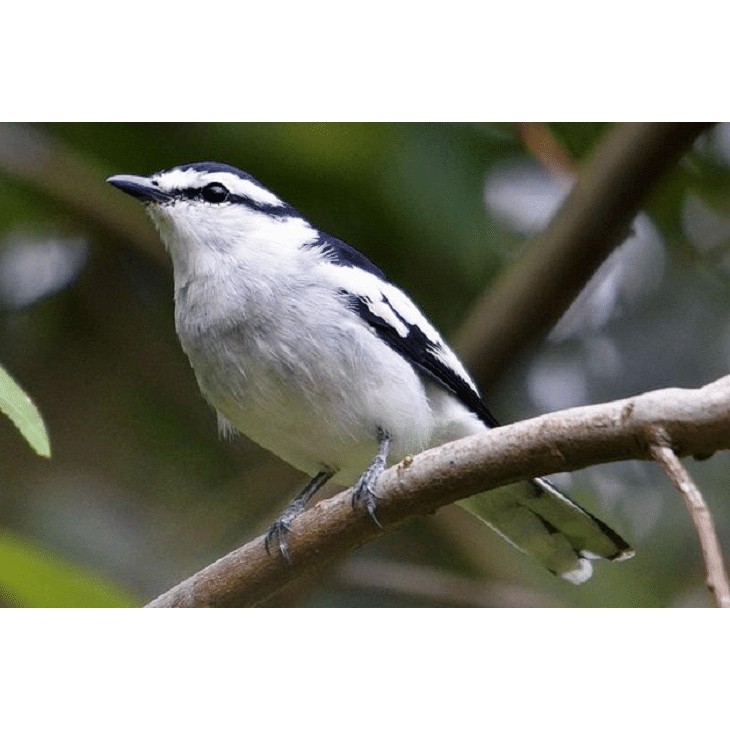 Jual Burung Kapasan Kemiri Indonesia|Shopee Indonesia