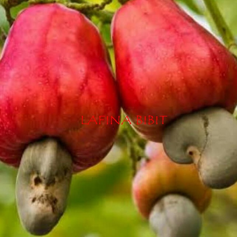 BIBIT POHON JAMBU MENTE / MONYET