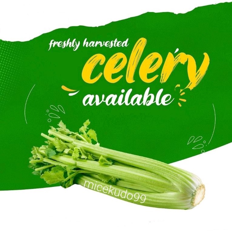 

SELEDRI STIK 500GR IMPORT SEGAR / CELERY STICK FRESH SLEDRI IMPOR JUMBO