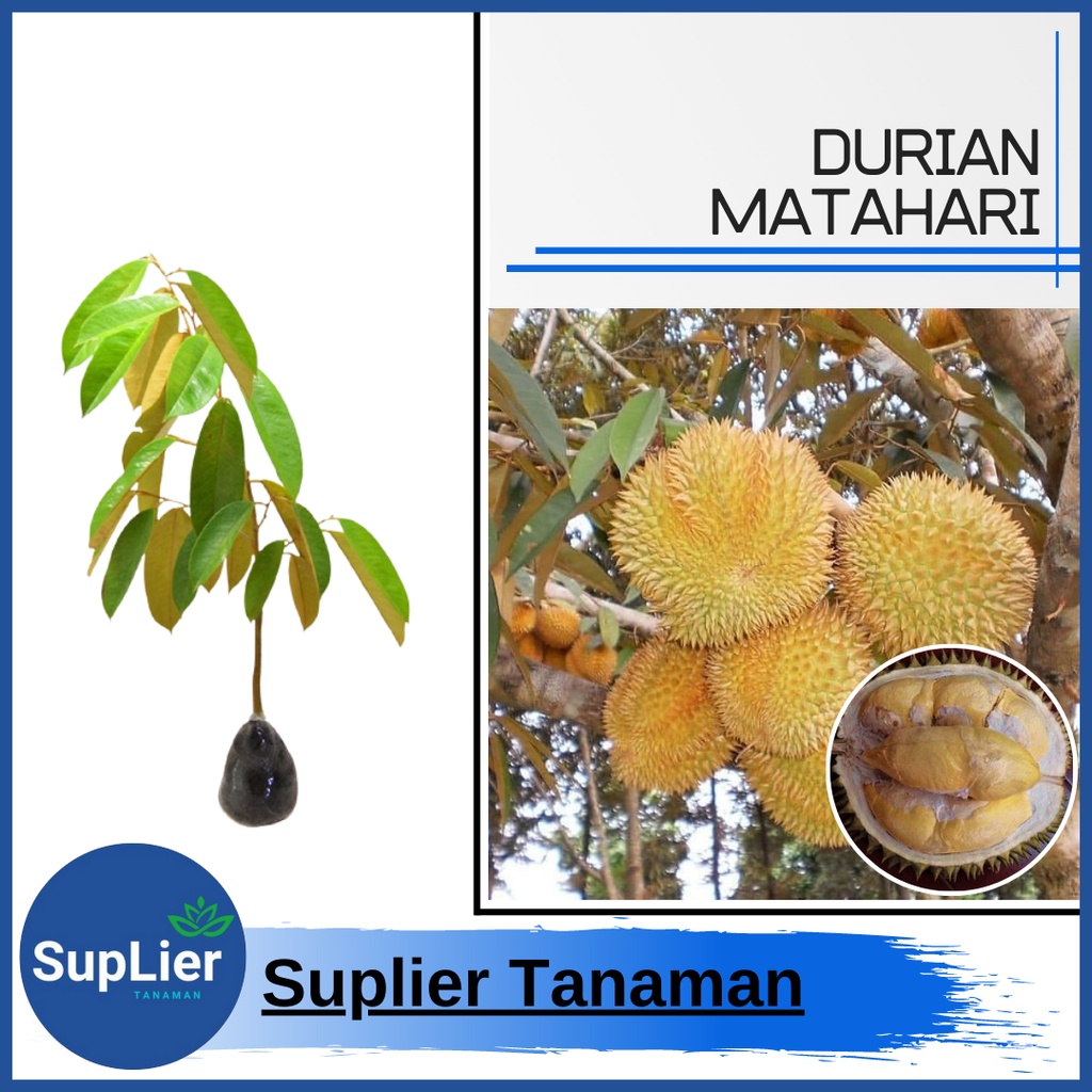 Bibit Tanaman Buah Durian Matahari