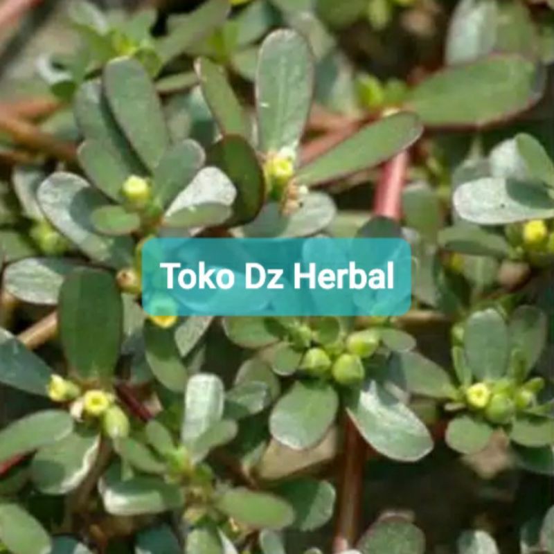 

Paket 250 gram daun krokot tanaman krokot segar-az