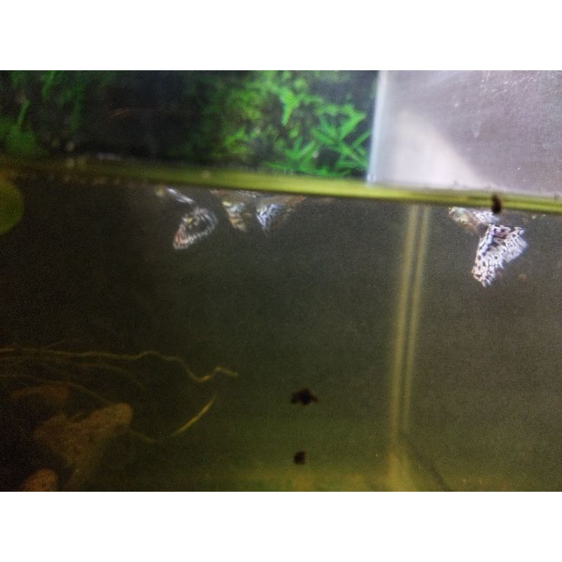 ikan hias platinum purple mozaik guppy