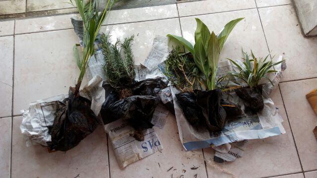 Tanaman Hias Lili Paris - Tanaman Umbi Umbian