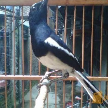 Kacer burung Kacer Jawa barat dada putih