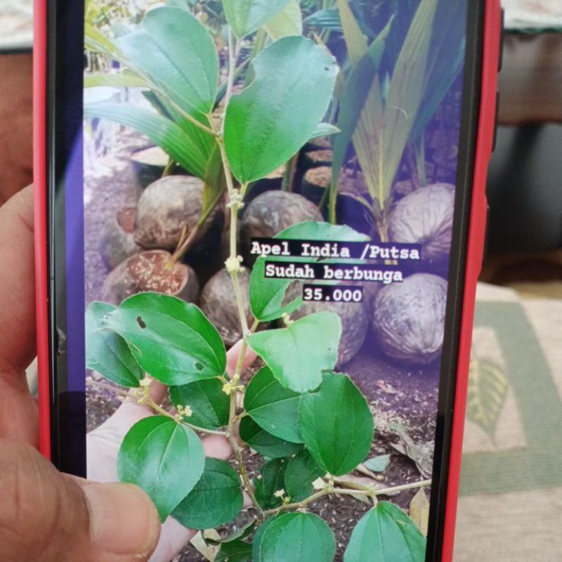 Tanaman Apel Putsa Berbunga/buah dan jambu krikil merah