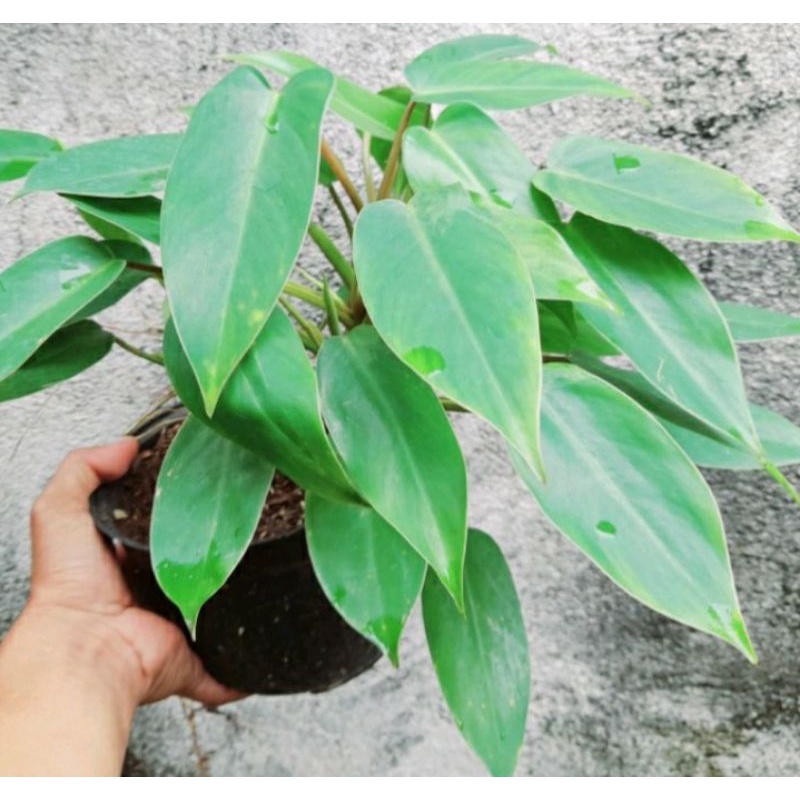 tanaman hias Philo green emerald