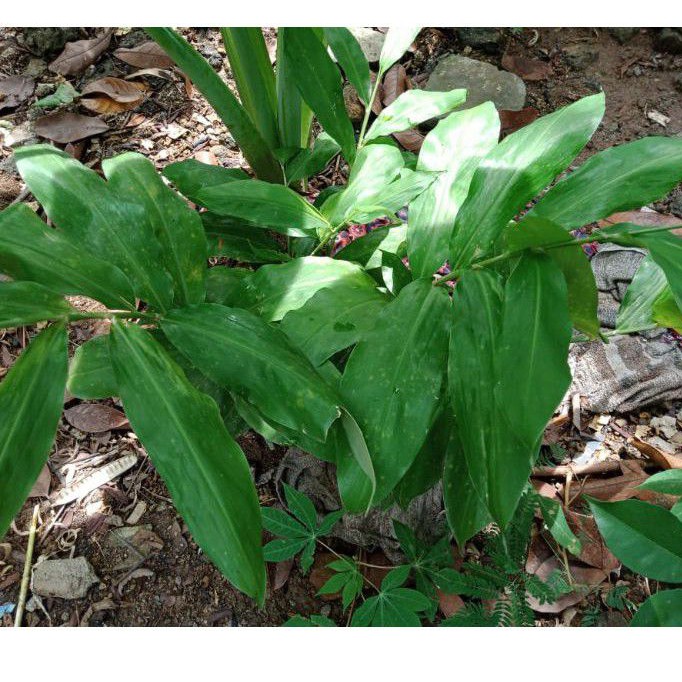 Tanaman herbal Lempuyang/Bibit Tanaman herbal Lempuyang/Lempuyang