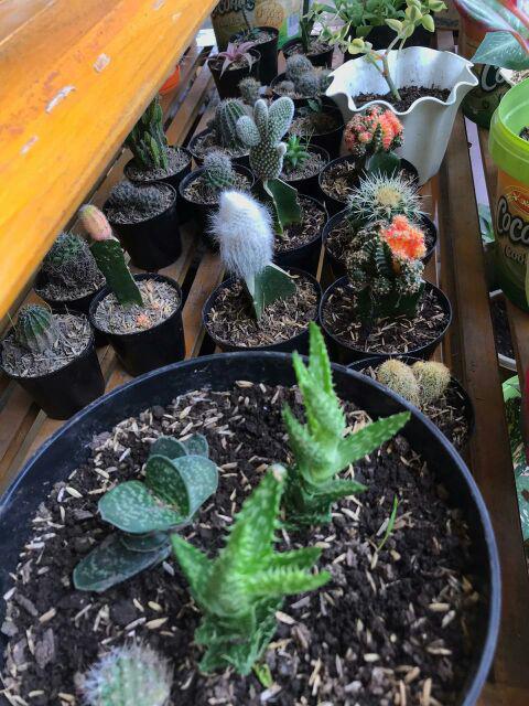 Kaktus Micky Mouse + Pot