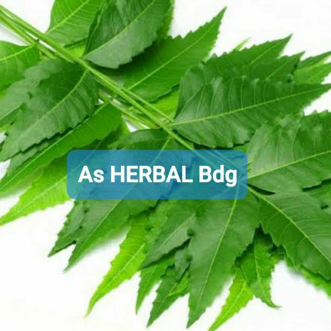 

Daun mimba segar 1 kg fresh petik langsung-az