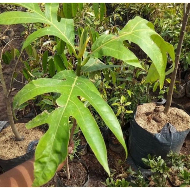 Bibit pohon buah sukun/Tanaman buah sukun besar