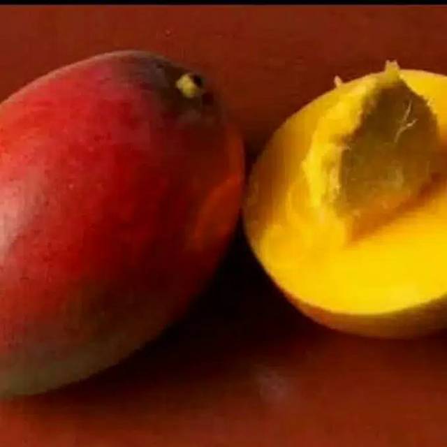 BIBIT TANAMAN MANGGA GARIFTA MERAH (berbuah di pot)