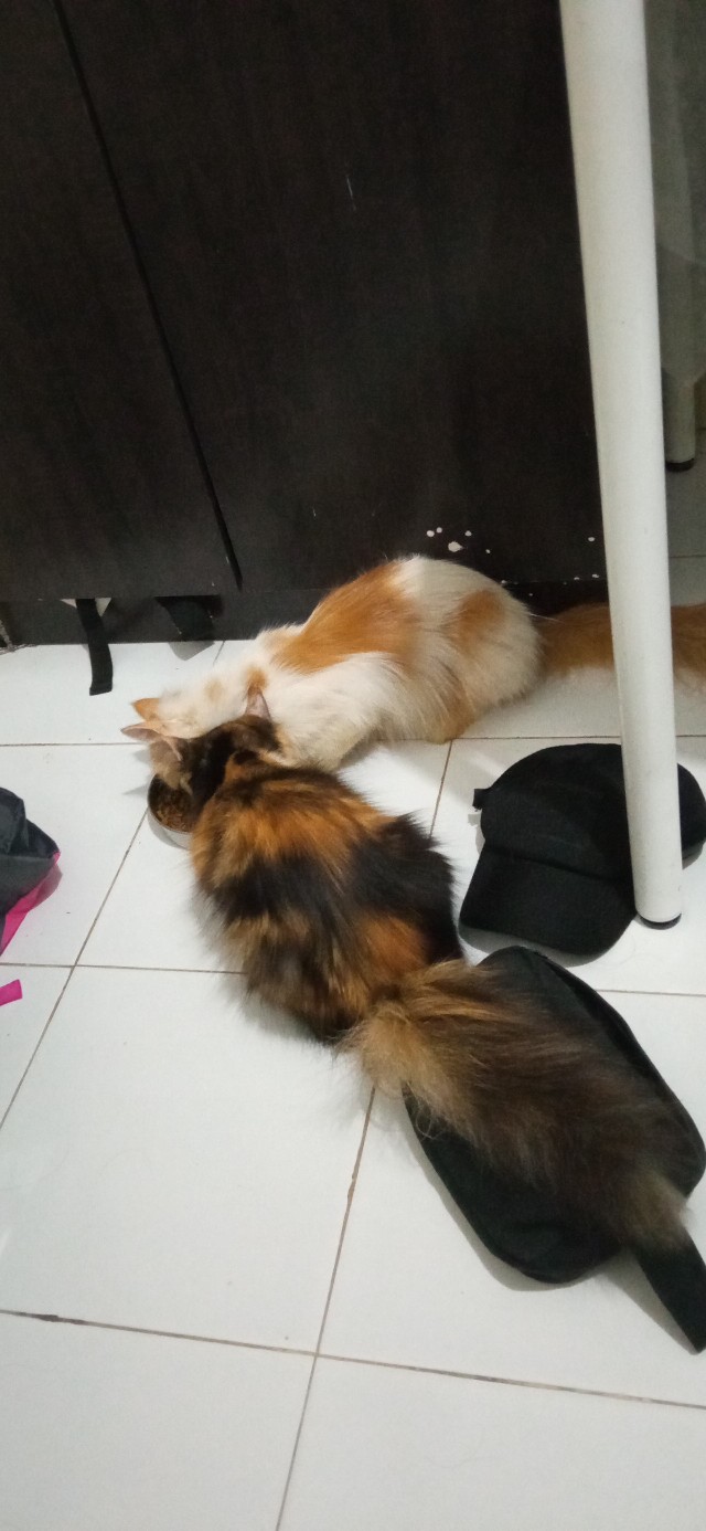 Stiker Kaca / Sticker Kaca Sanblast - Sk28 - High Quality