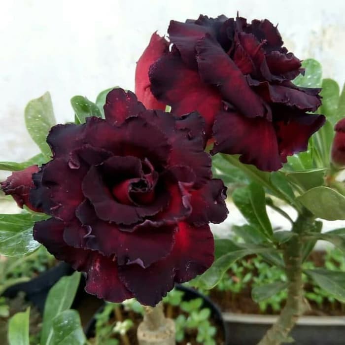 Bibit Bunga Kamboja Adenium Black Blood