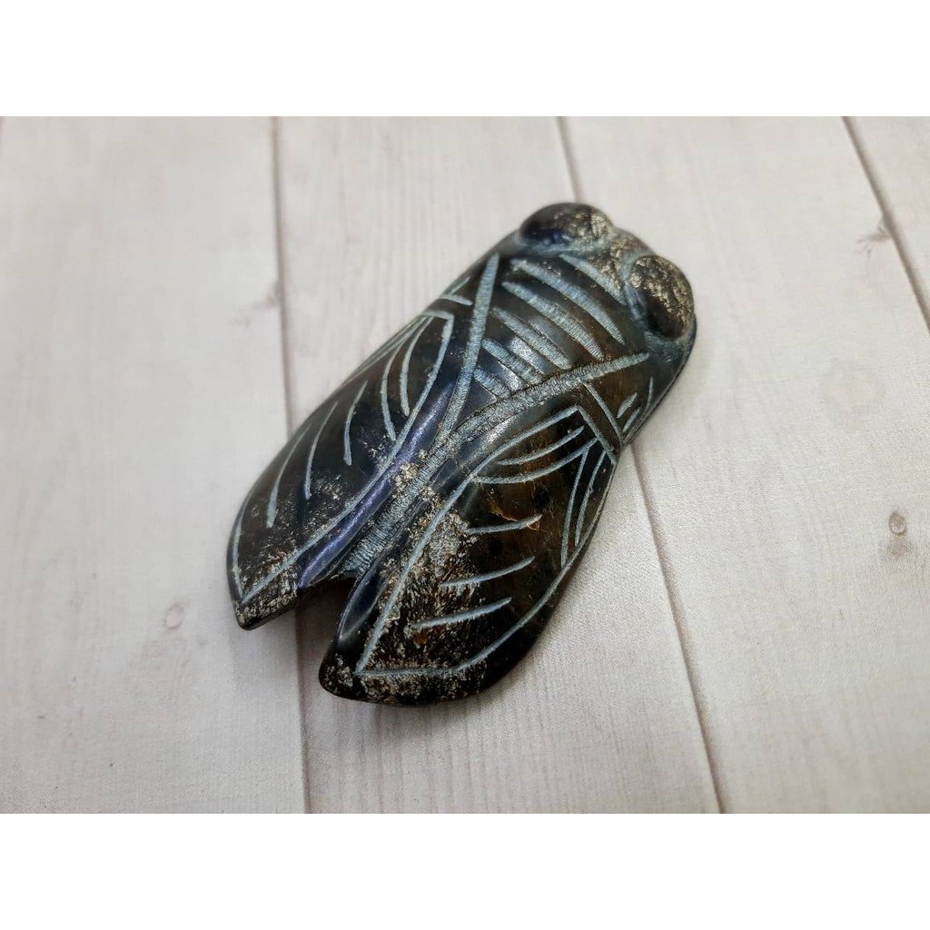 Cicada