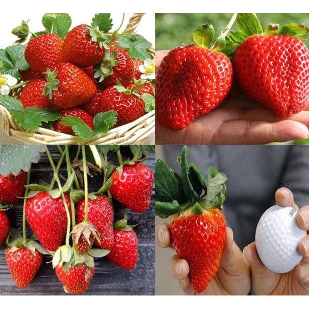 Benih Bibit Biji - Buah Strawberry Merah Super Besar Jumbo Stroberi Manis (Red Giant Strawberry Seeds) - IMPORT