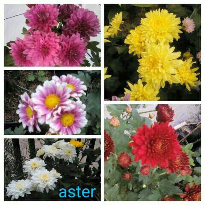 bibit aster mini 6 pohon kuncup/berbunga