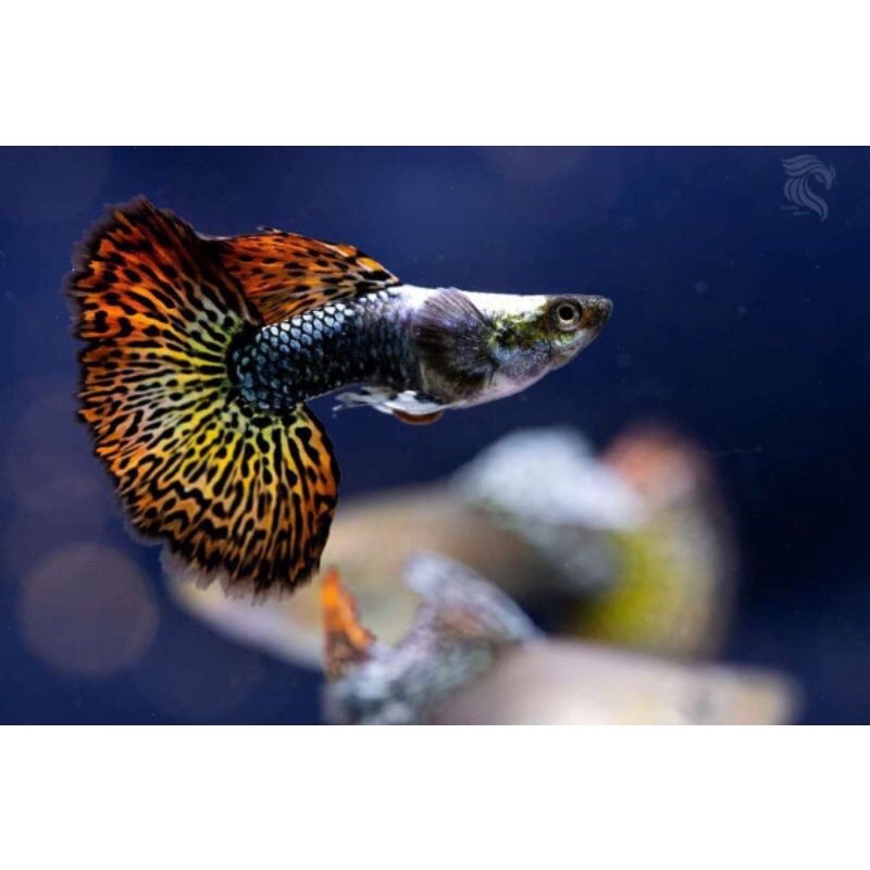 guppy dragon red ear