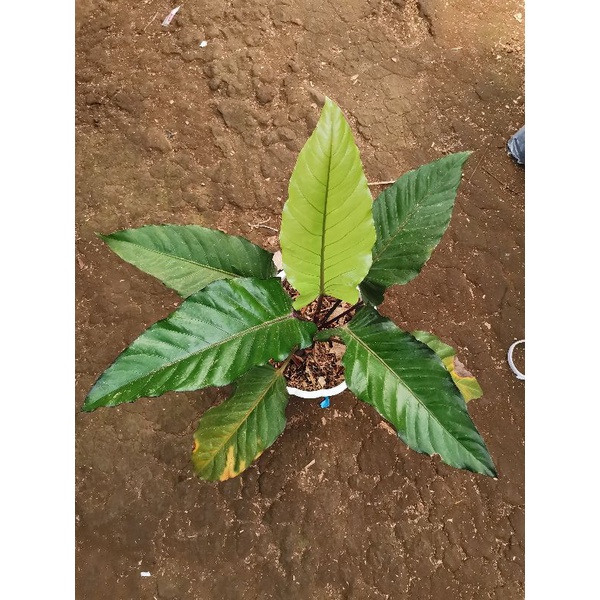 Tanaman hias Anturium black beauty / Anthurium black beauty