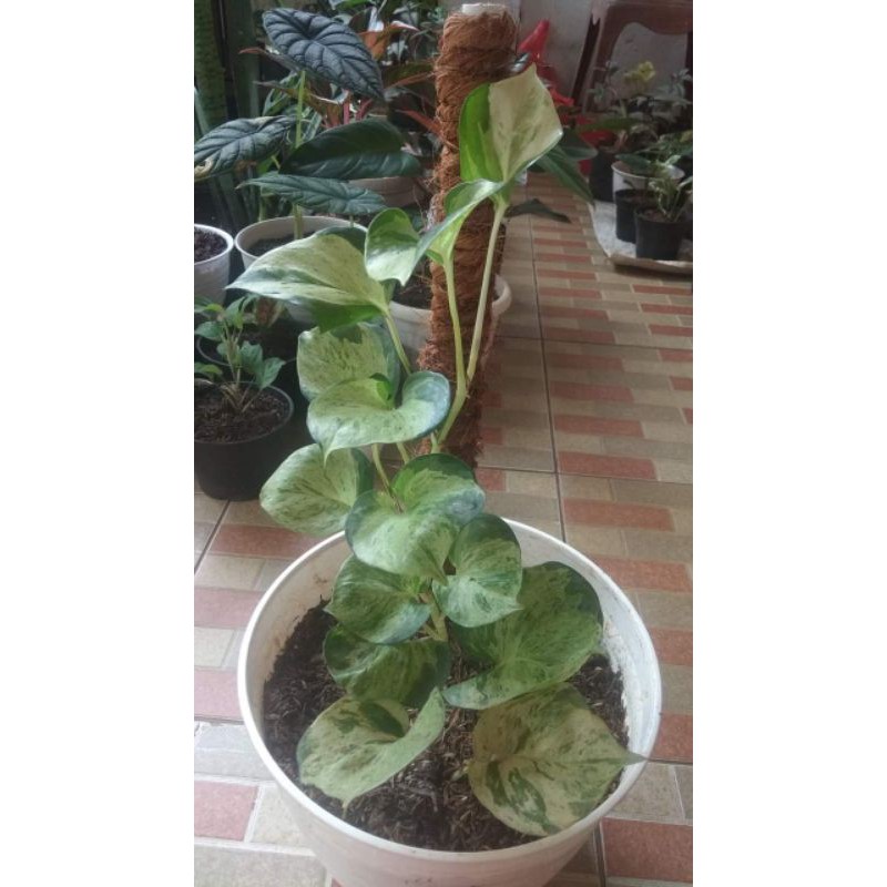 Tanaman Hias Manjula Varigata Original / Sirih Gading Manjula Varigata / Srigading Manjula