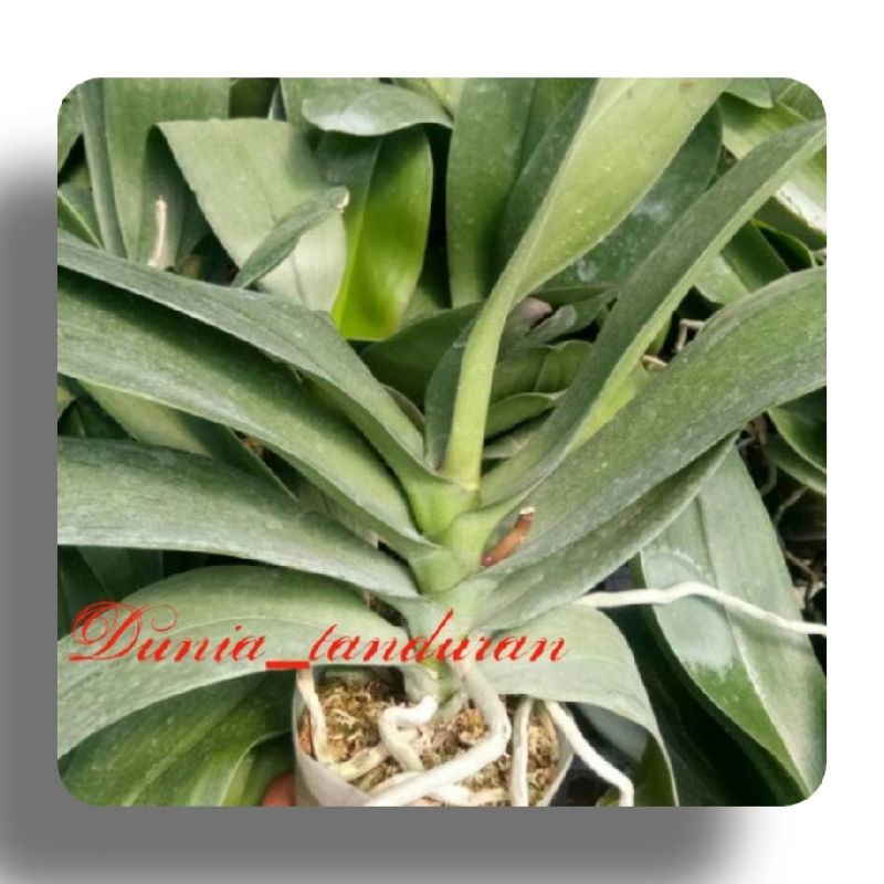 Terjangkau  Anggrek bulan Pasca Bunga Dewasa Koleksi