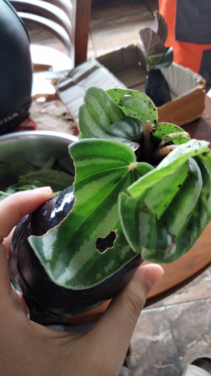 Tanaman Hias Paperomia Watermelon Semangka