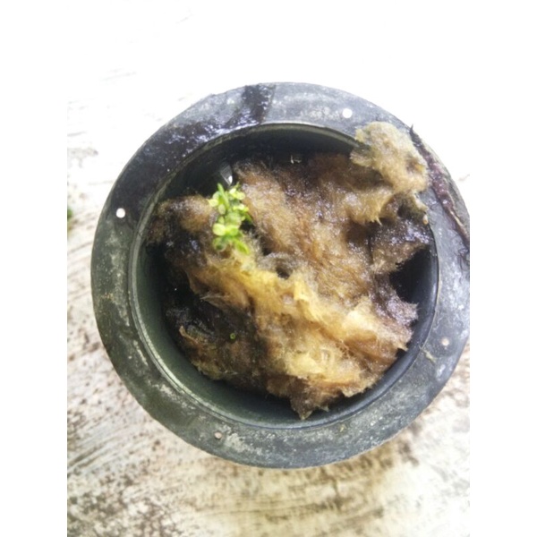 Anubias Pinto White / jarang oon