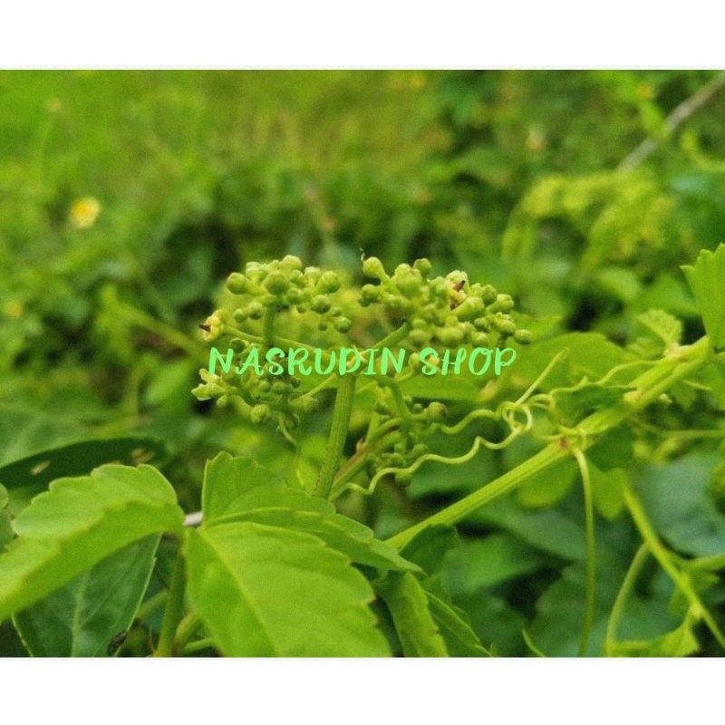 

DAUN GALING GALING SEGAR LANGSUNG PETIK| DAUN LAMBAI | KIGALING | CAYRATIA TRIFOLIA