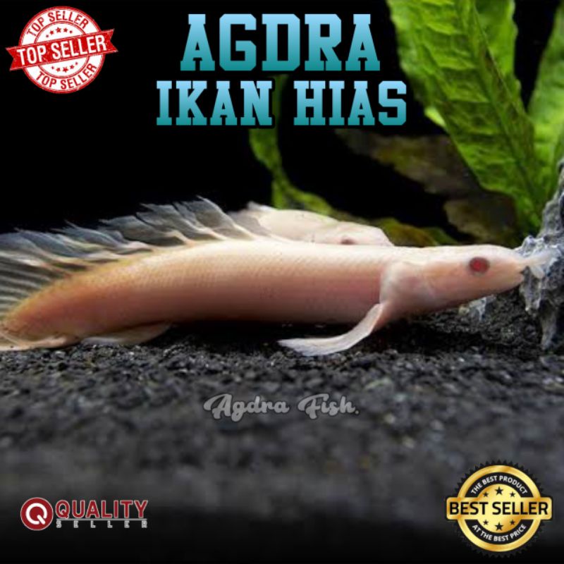 

IKAN HIAS PALMAS ALBINO (BELI 10 GRATIS 1)