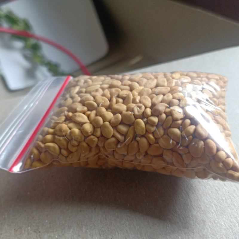 

biji kawista isi 500