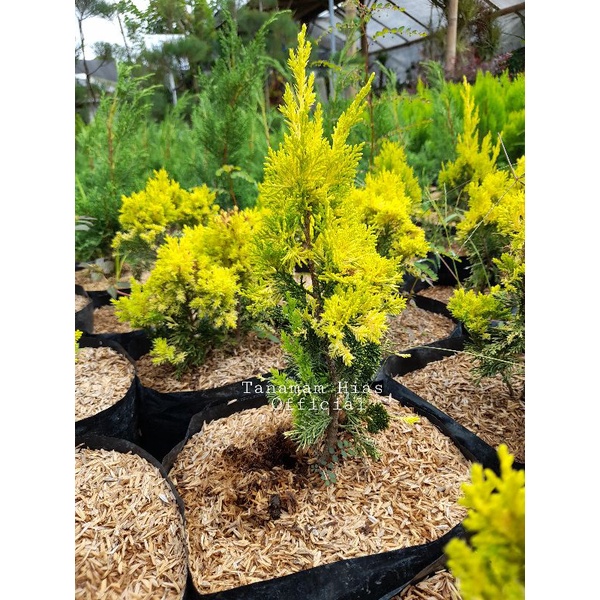 Tanaman Hias Cemara Golden Peking/Viking