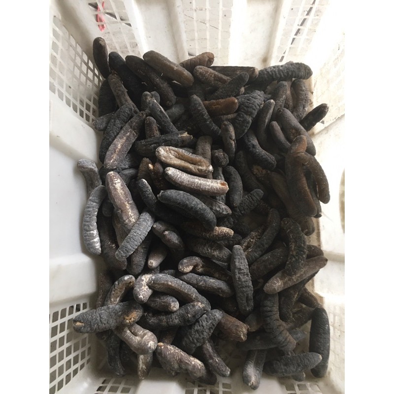 

Teripang/Haisom gosok/Teripang pasir