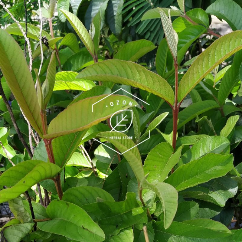 

Daun Jambu Biji Segar Khusus Pucuk 1 Tangkai