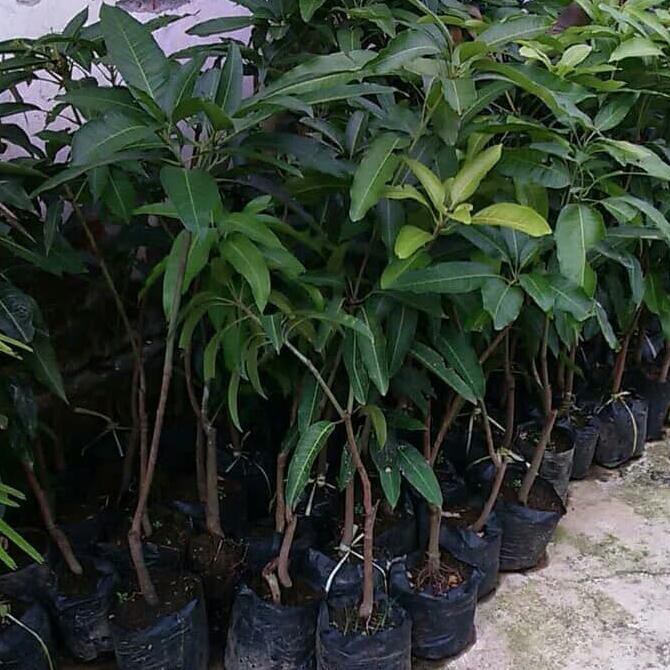 product Paket 3 bibit tanaman hidup buah mangga kelapa kw import
