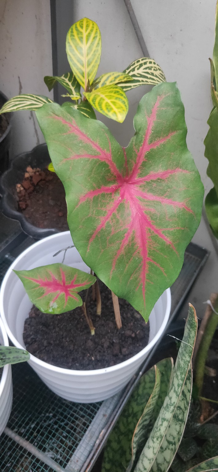 Keladi Urat Merah / Keladi Fanny Munson/ Keladi Brandy Wine