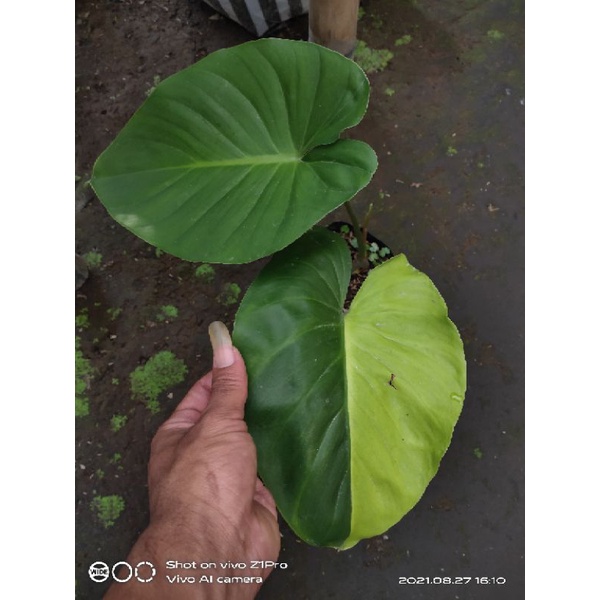 homalomena variegata