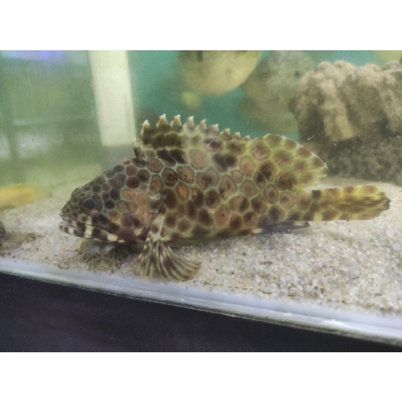 KERAPU HONEYCUMB TAWAR