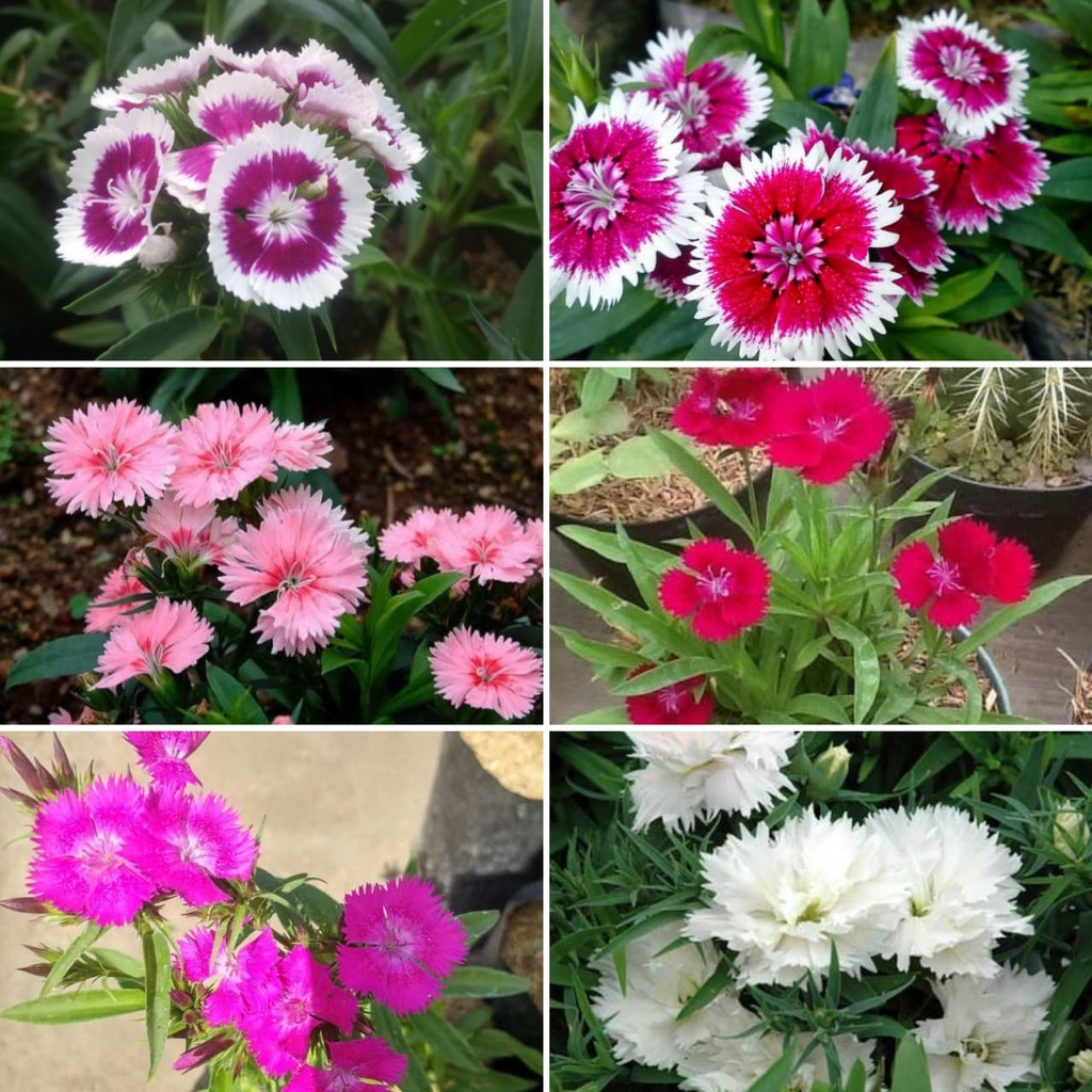 Tanaman Bunga Dianthus / Anyelir BERGARANSI