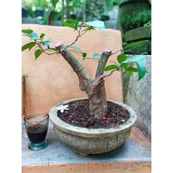 Bahan bonsai Amplas Putih Bahan Bonsai Ficus Amplas Putih medium