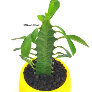  Tanaman  Hias Sukulen Euphorbia Trigona Mini Plus pot  imut 