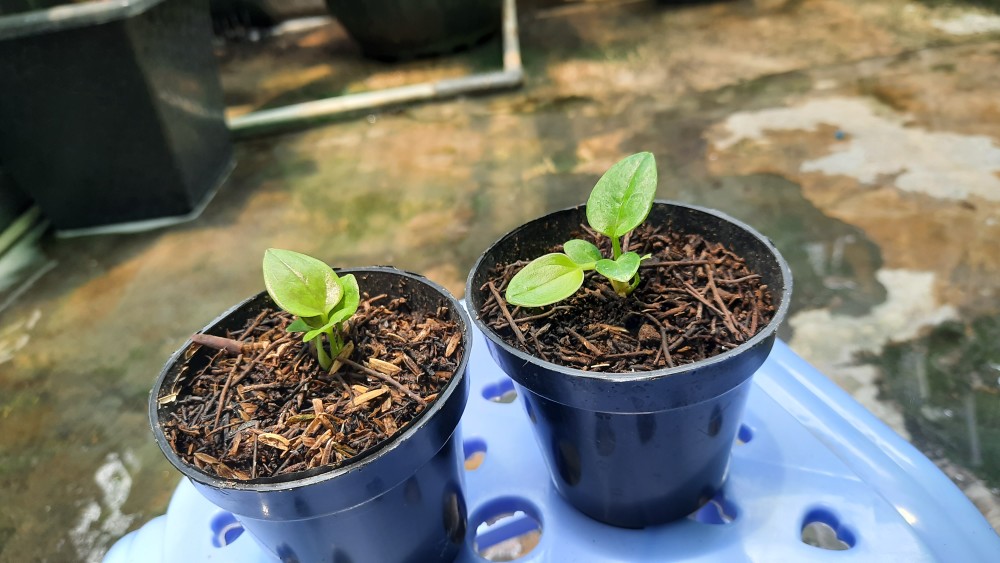 Bibit Anturium Jemani Mangkok Tornado