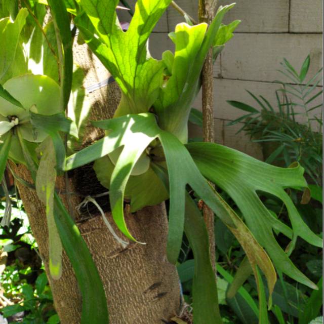 Tanaman tanduk rusa,tanaman hias tempel tanduk rusa