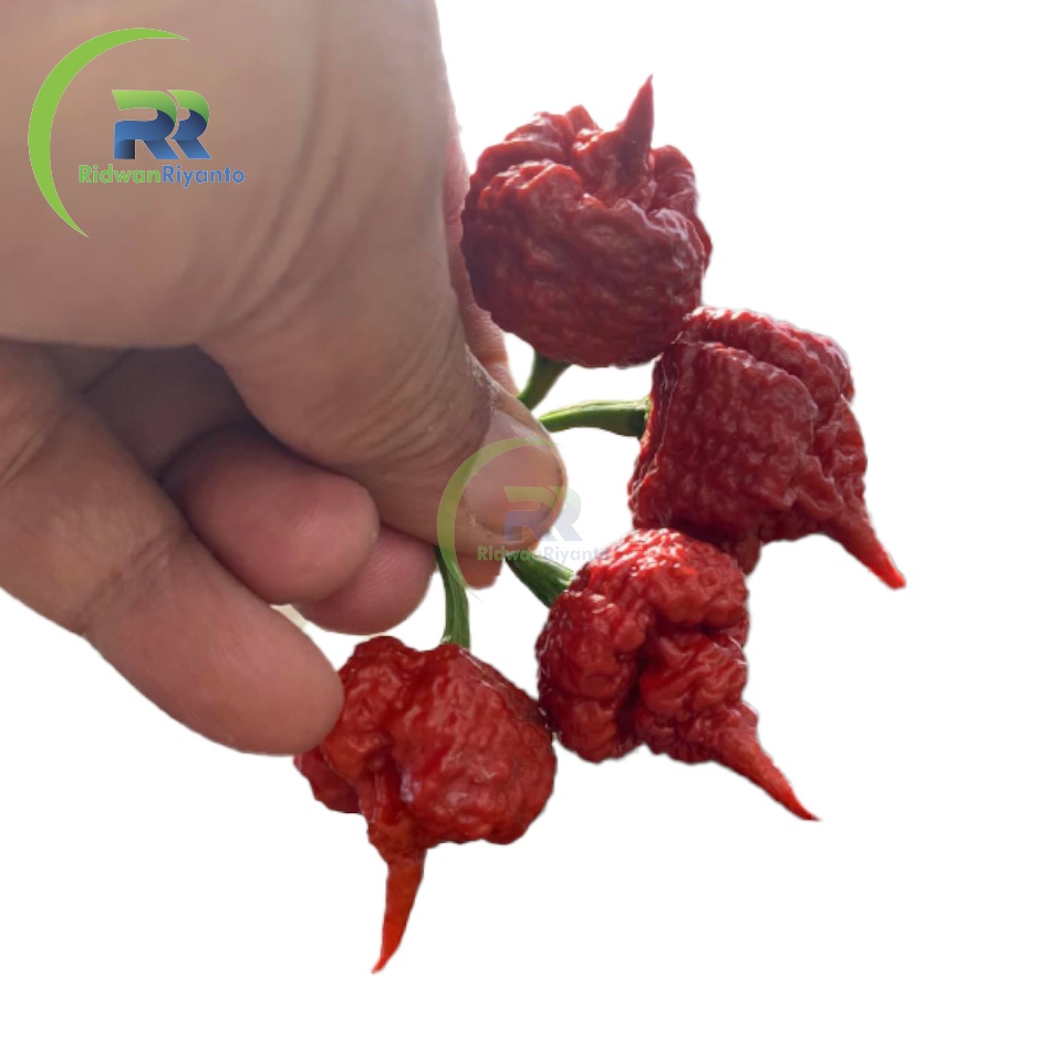 BUAH Cabai CAROLINA REAPER CARAMEL Cabe Terpedas Nomor 1 di Dunia Versi Guinness World Record