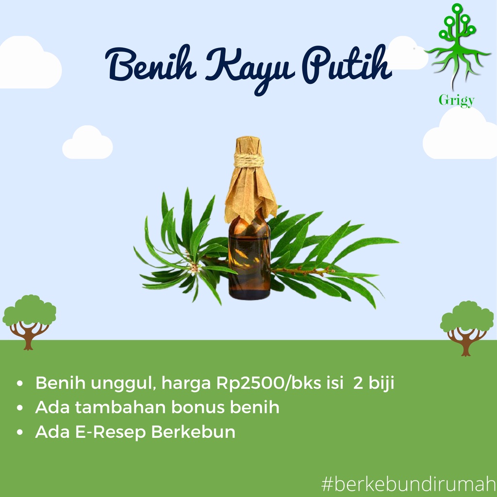 BENIH KAYU PUTIH, BIJI KAYU PUTIH, BIJI KAYU PUTIH TERBAIK