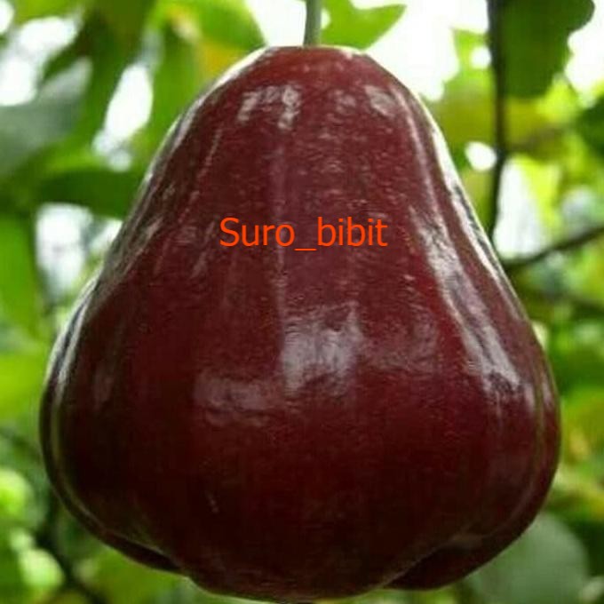 Bibit Jambu Air King Rose..