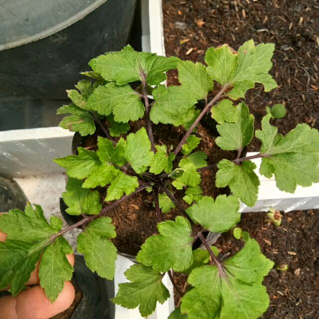 Bibit tanaman herbal Purwaceng atau Purwoceng